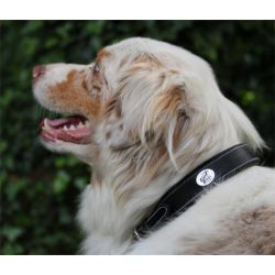 Collier pour Chien - Jump In
